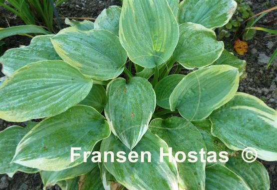 Hosta Robert Frost